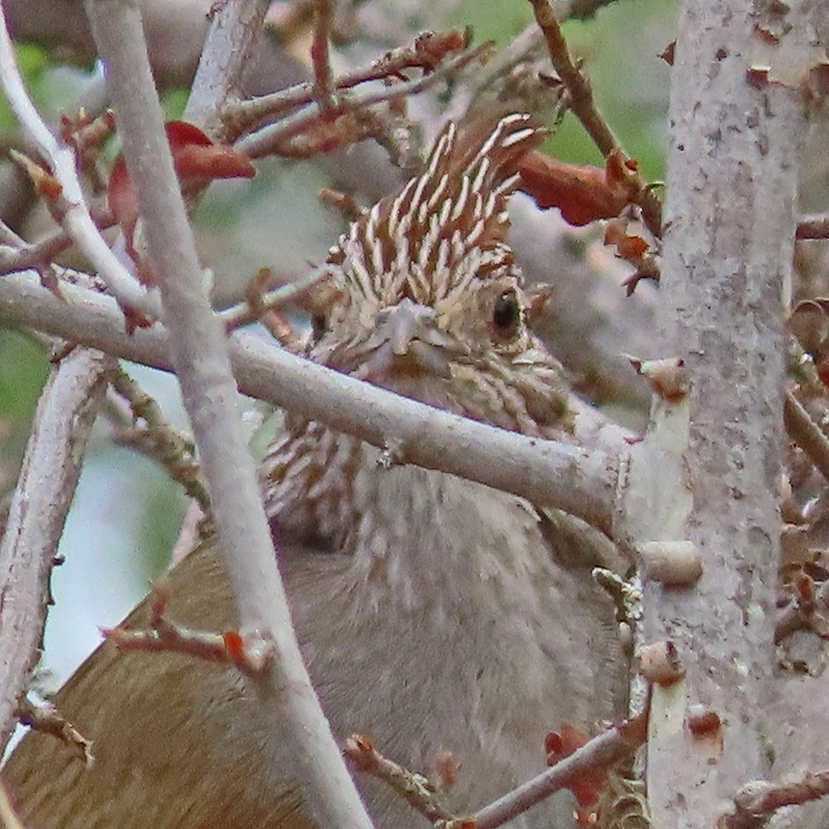 Crested Gallito - ML612230135