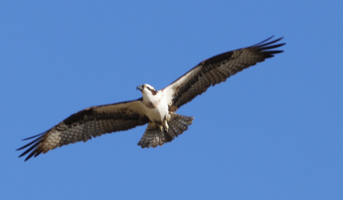 Osprey - Barry Spolter