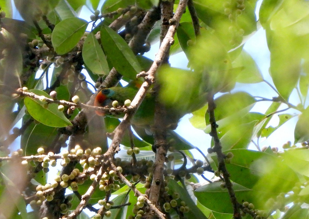 Large Fig-Parrot - ML612230186