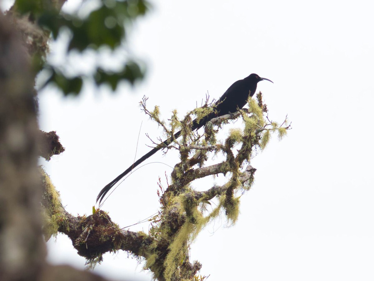 Black Sicklebill - ML612230194