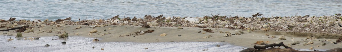 Wilson's Plover - Lisa Yntema