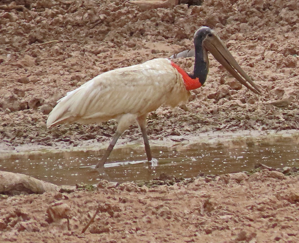 Jabiru - ML612230392