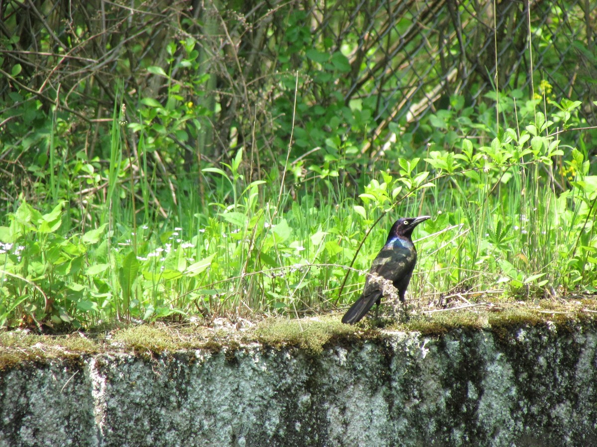 Common Grackle - David Matevosian