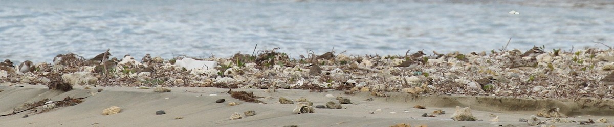 Wilson's Plover - ML612230470