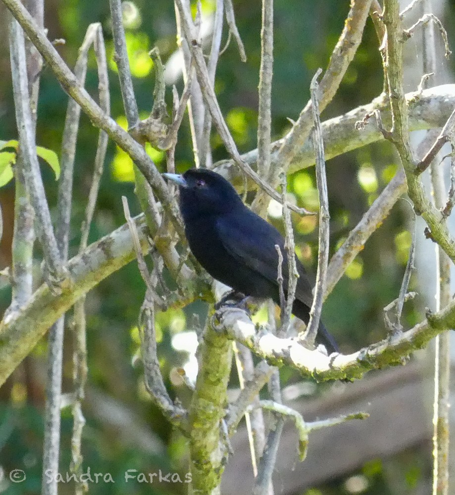 Blue-billed Black-Tyrant - Sandra Farkas