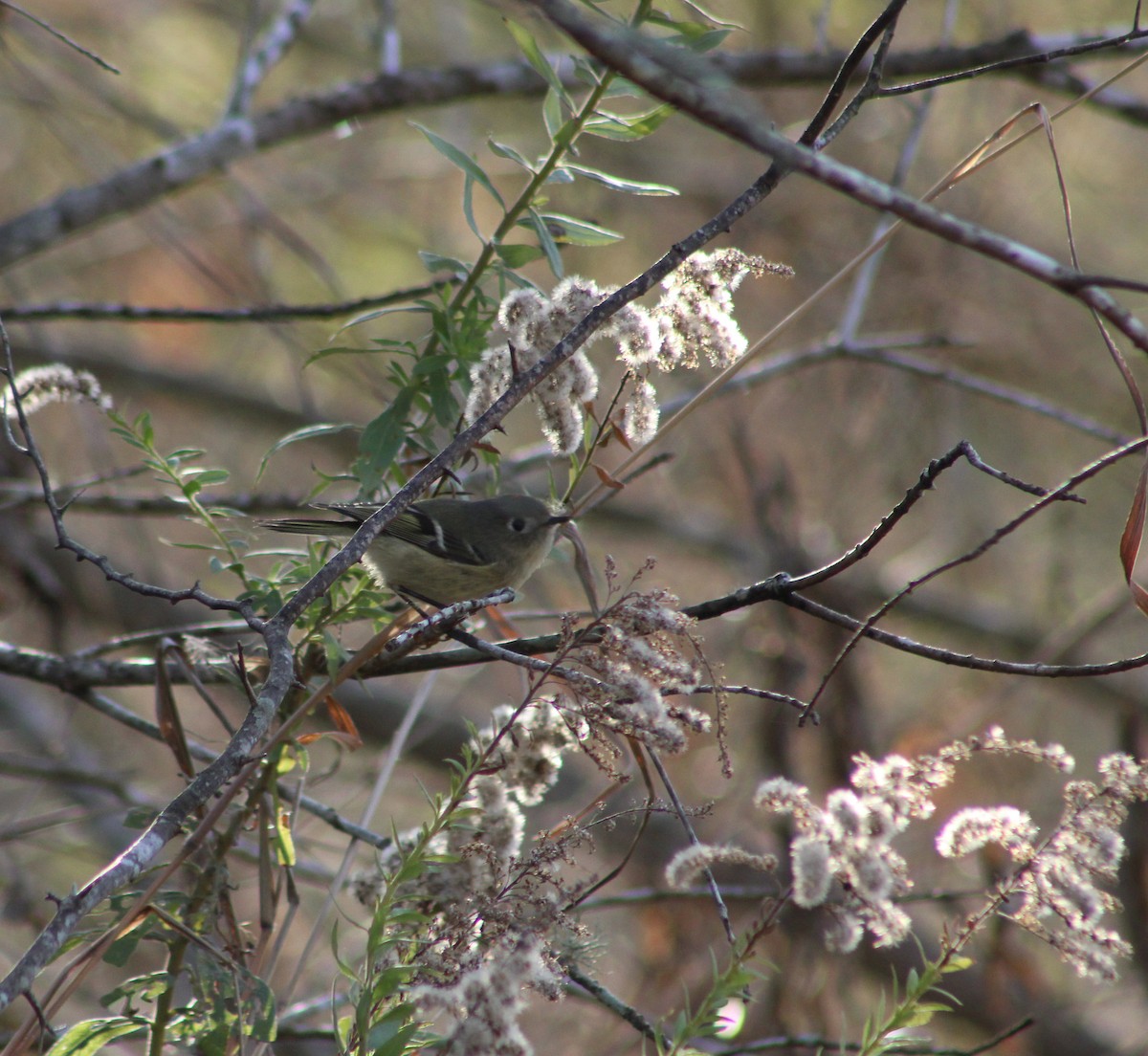 Ruby-crowned Kinglet - ML612230561