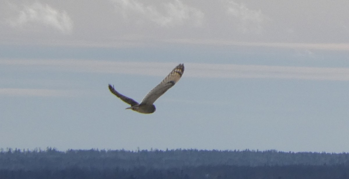 Short-eared Owl - ML612230569