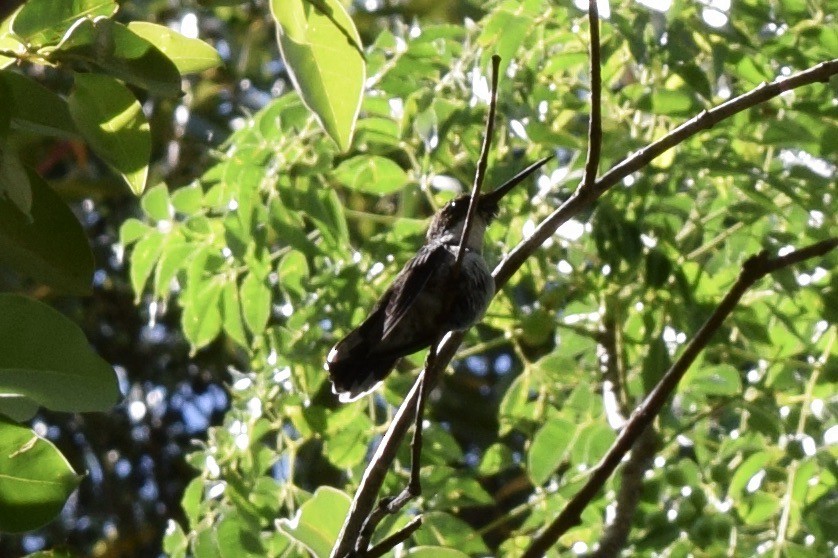 White-throated Hummingbird - ML612230570