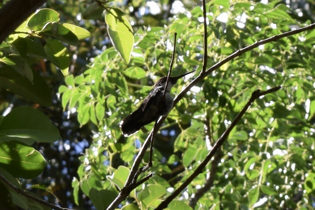 White-throated Hummingbird - ML612230571
