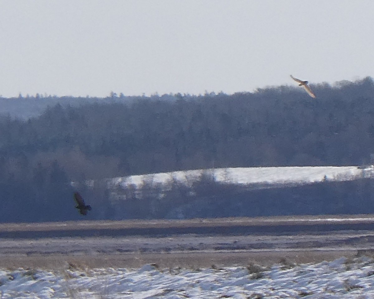 Short-eared Owl - ML612230603