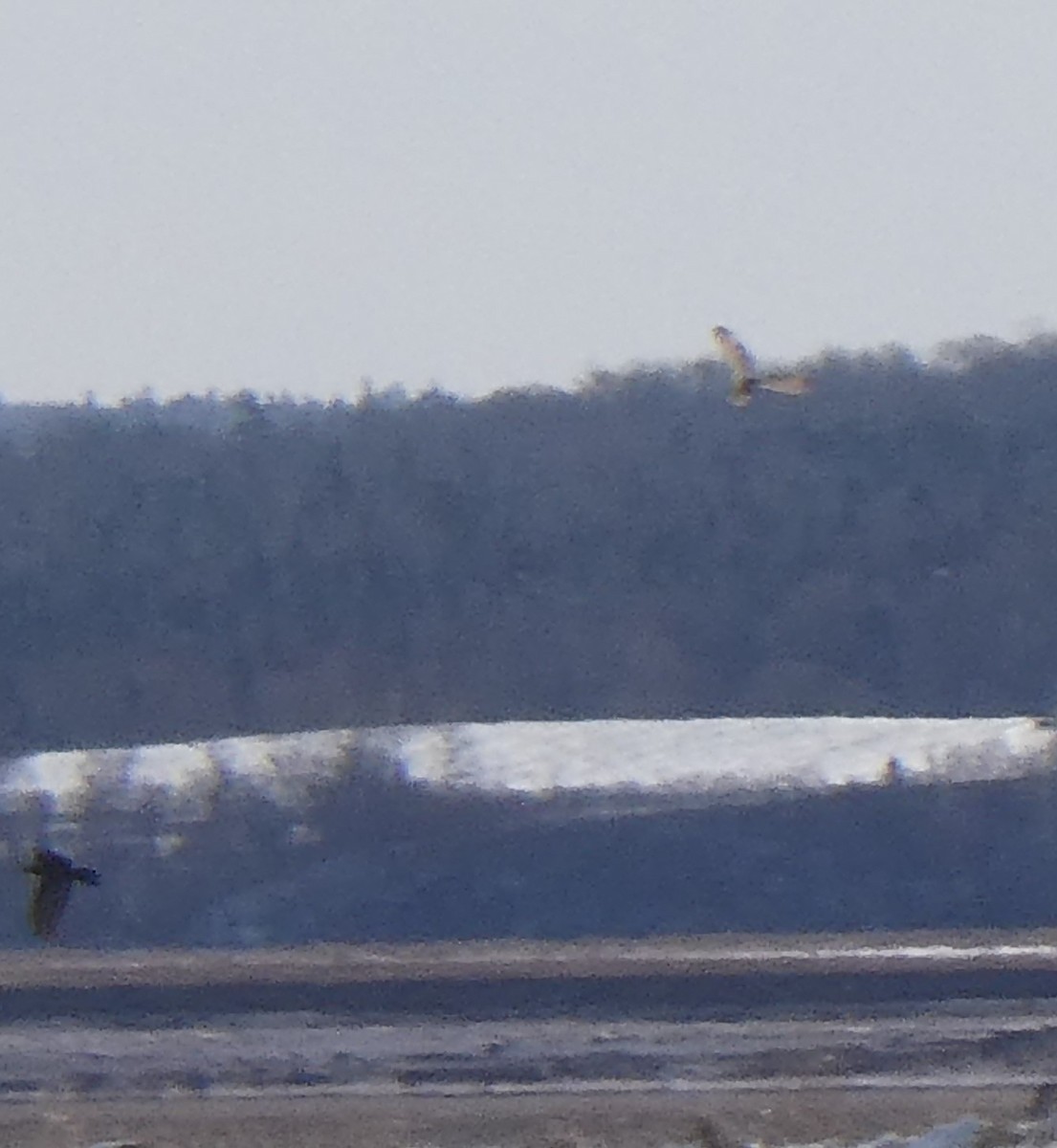 Short-eared Owl - ML612230616