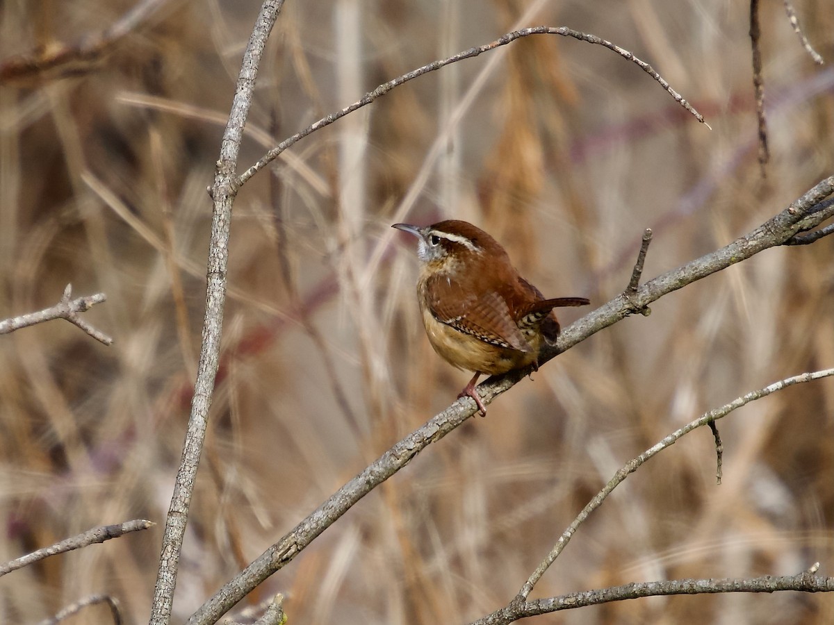 Carolina Wren - David McCartt