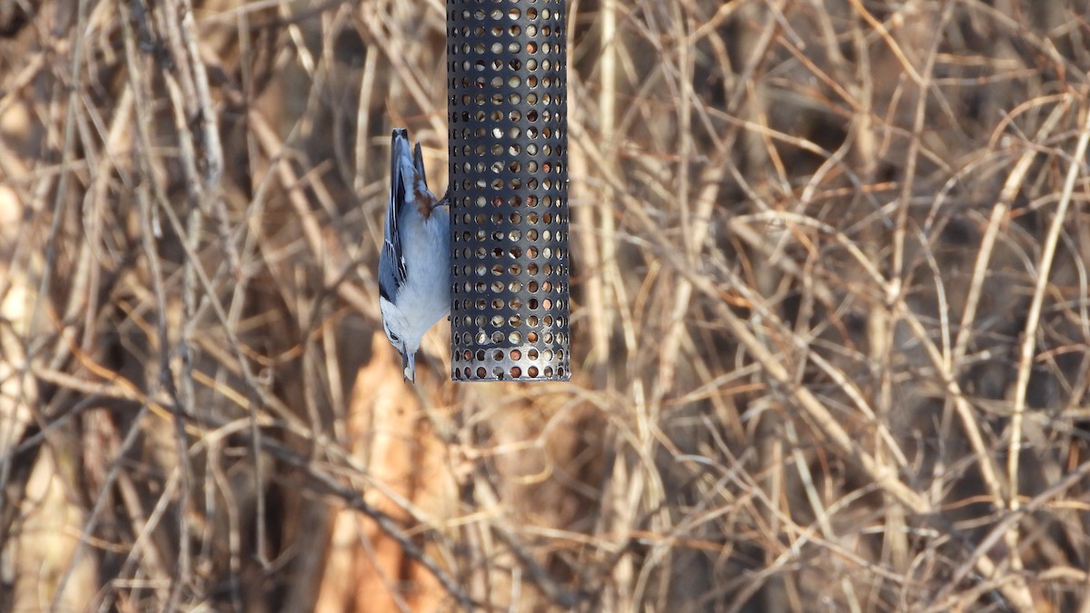 White-breasted Nuthatch - ML612230679
