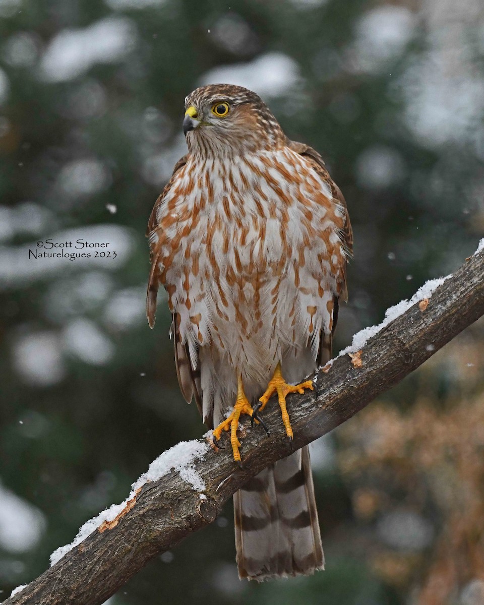 Sharp-shinned Hawk - ML612230706