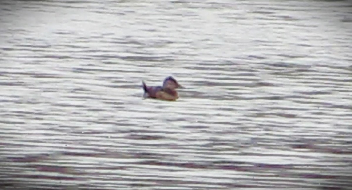 Ruddy Duck - ML612230721