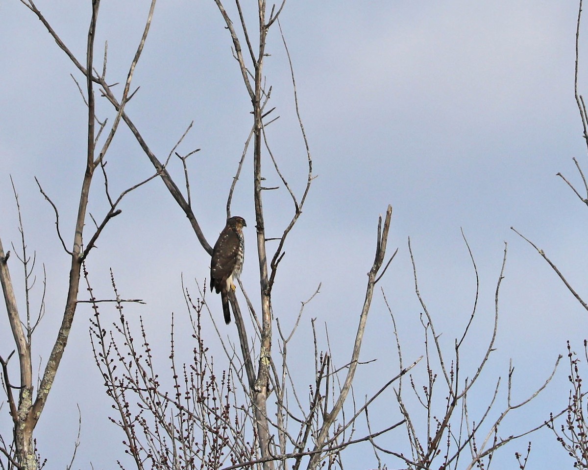 Cooper's Hawk - ML612230749