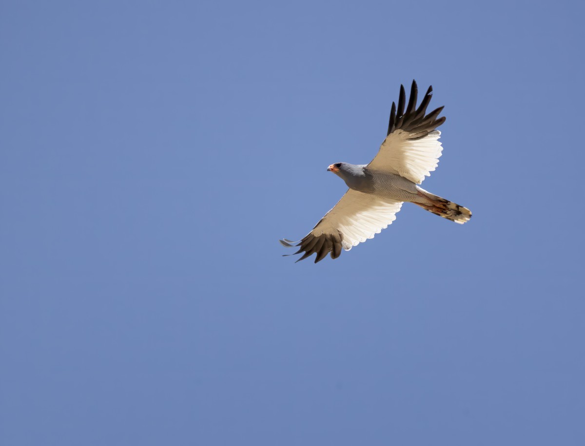 Pale Chanting-Goshawk - ML612230960