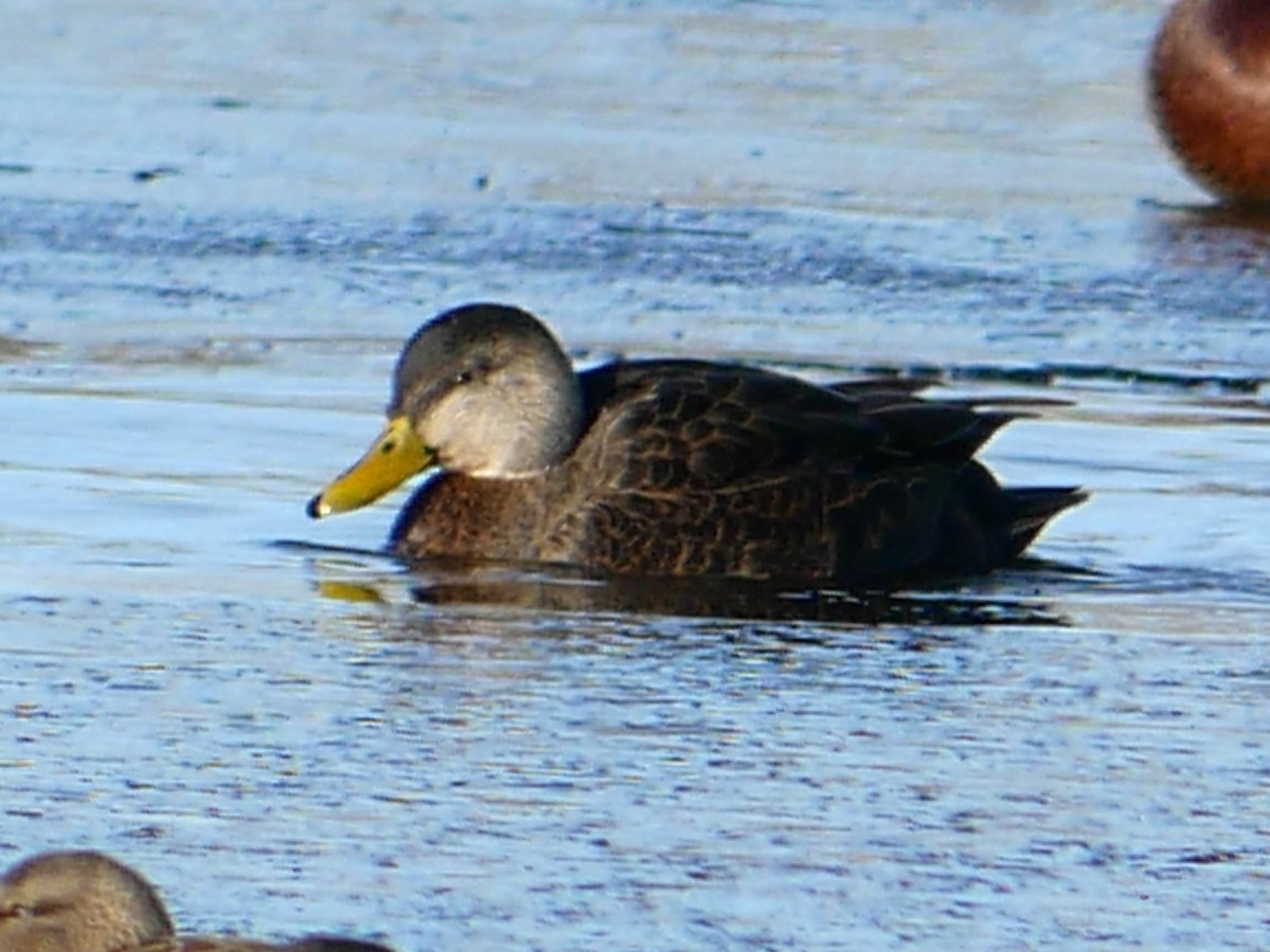 American Black Duck - ML612230990