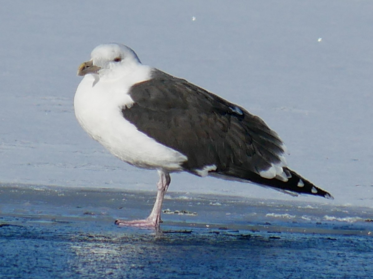 Great Black-backed Gull - ML612231055