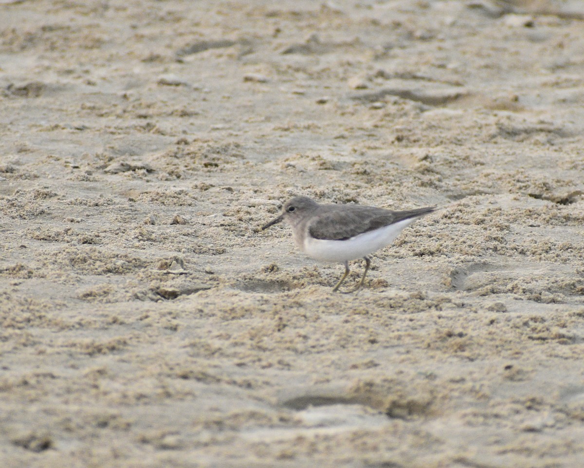 Temminckstrandläufer - ML612231148