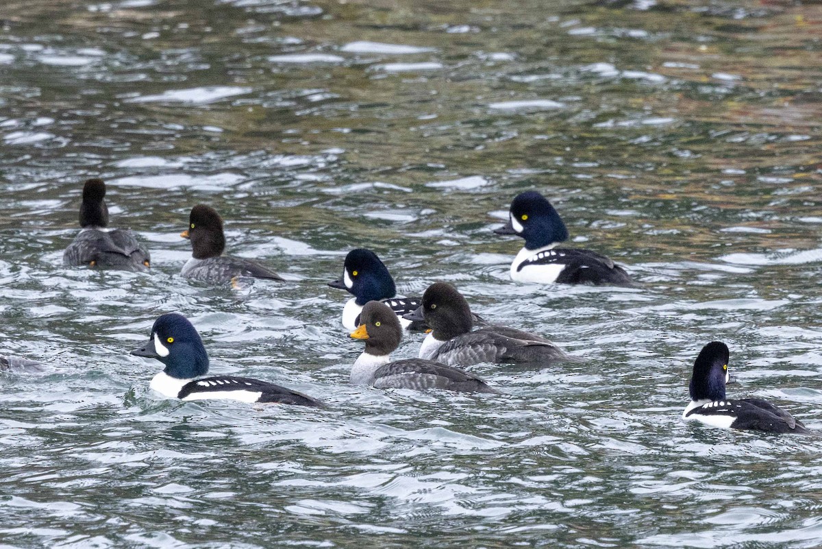 Barrow's Goldeneye - Don Rose