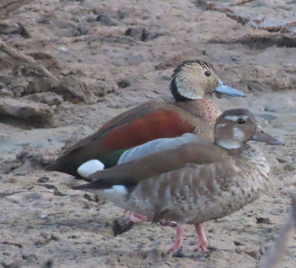 Ringed Teal - ML612231210