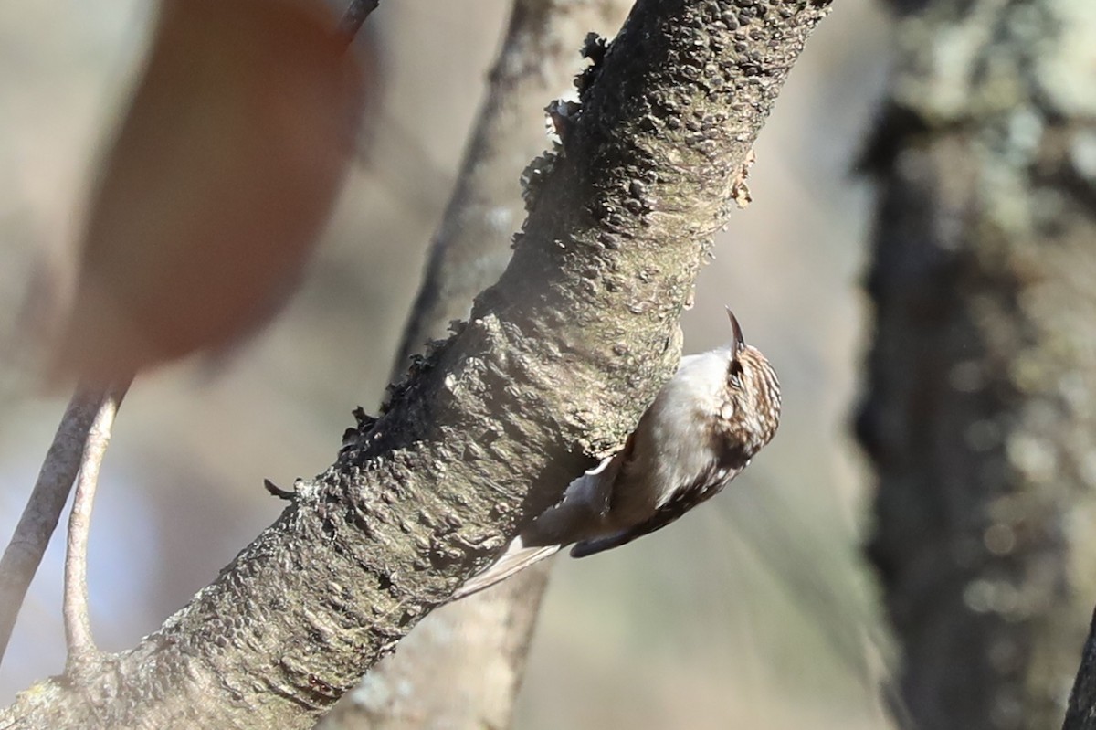 Brown Creeper - ML612231248