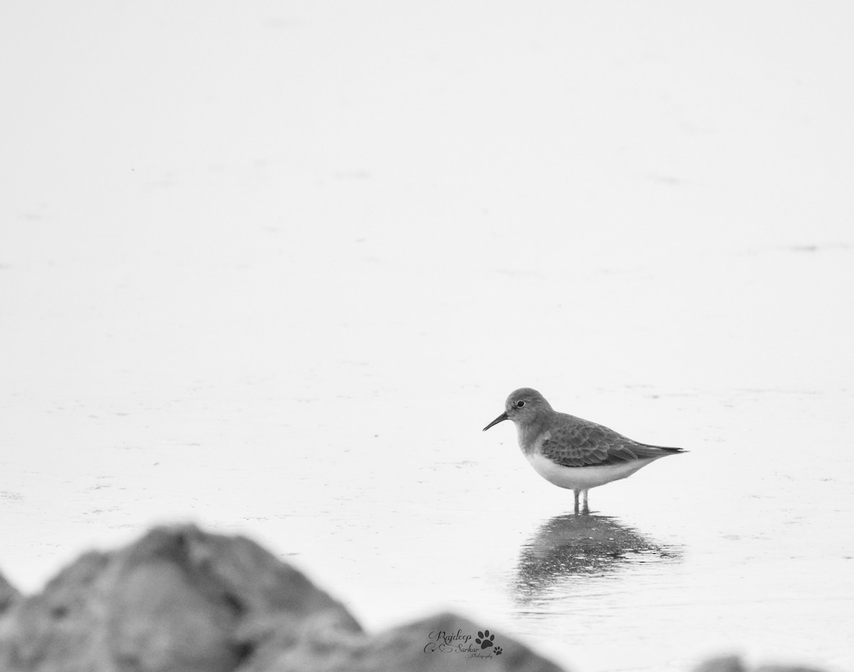 Temminck's Stint - ML612231309