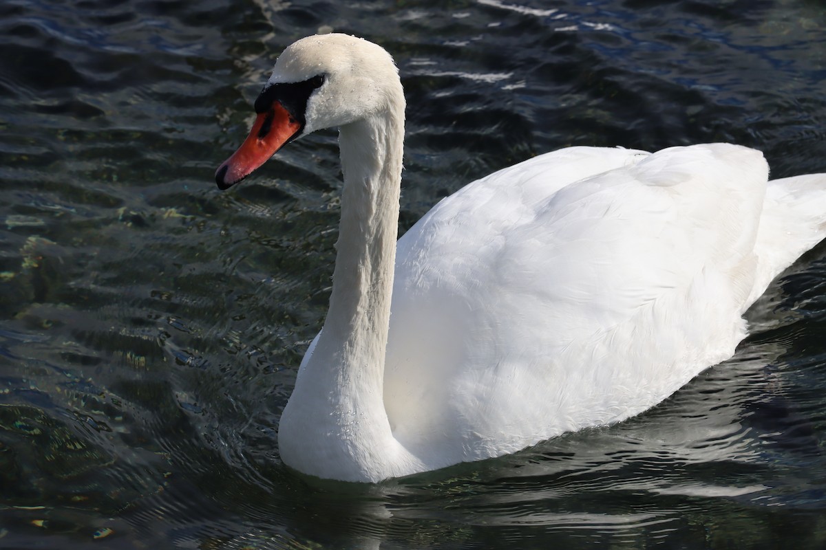 Mute Swan - Sydney Blackwell