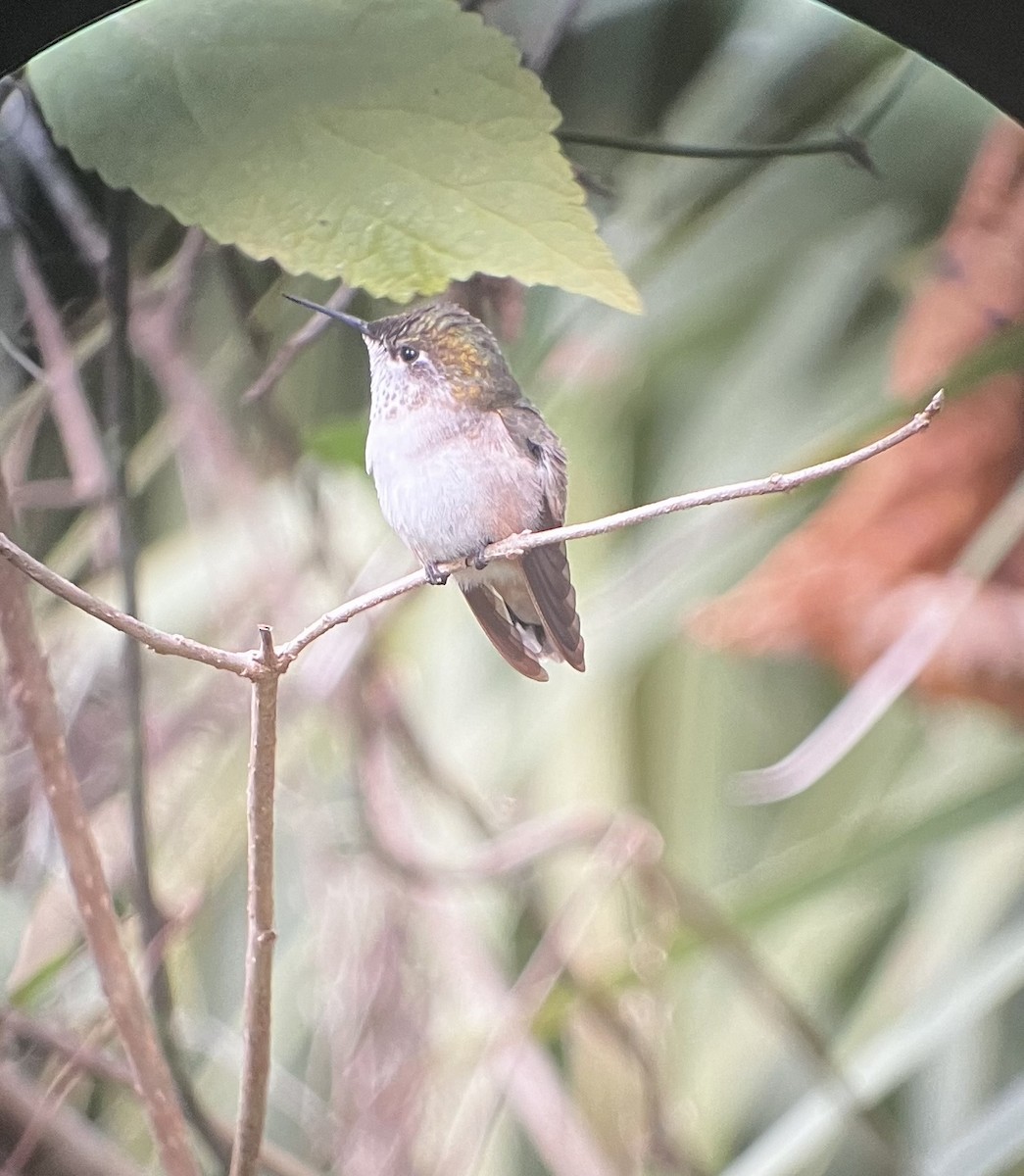 Calliope Hummingbird - ML612231419
