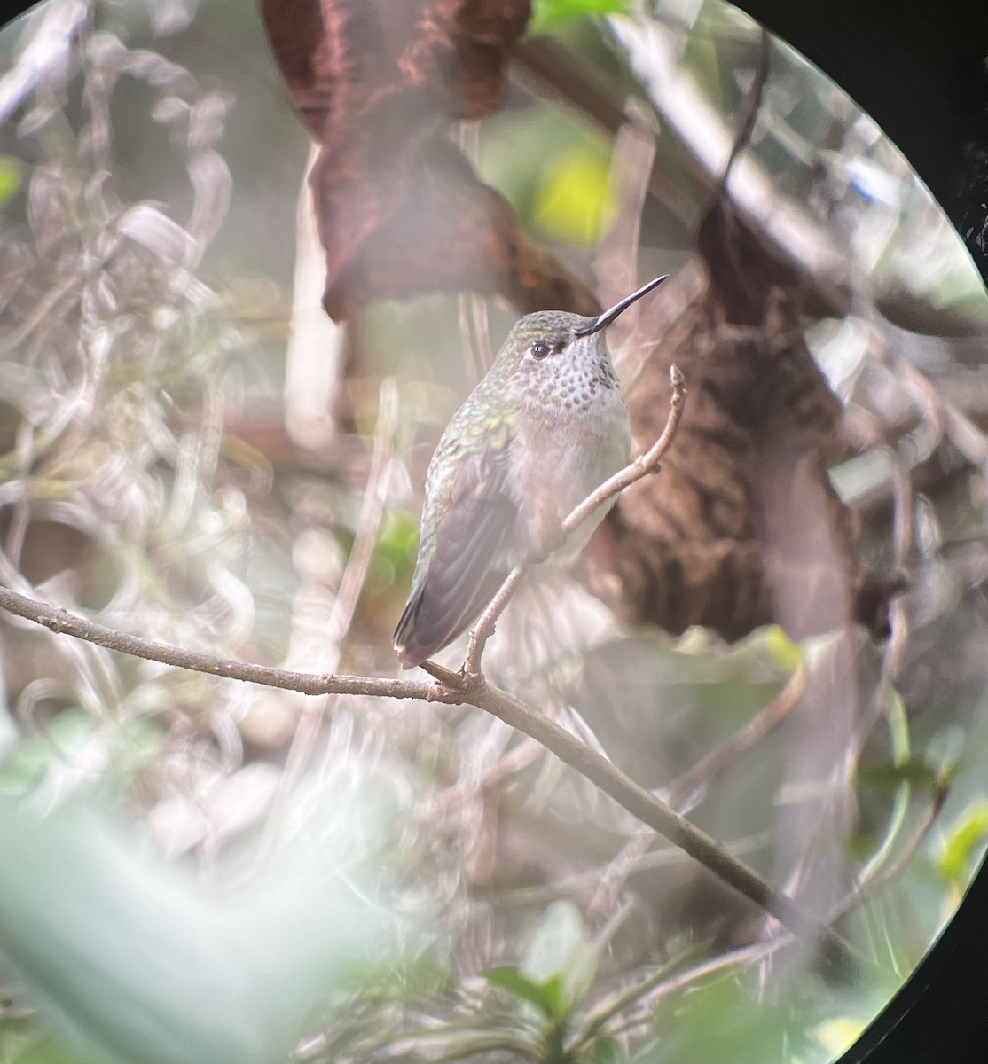 Calliope Hummingbird - ML612231420