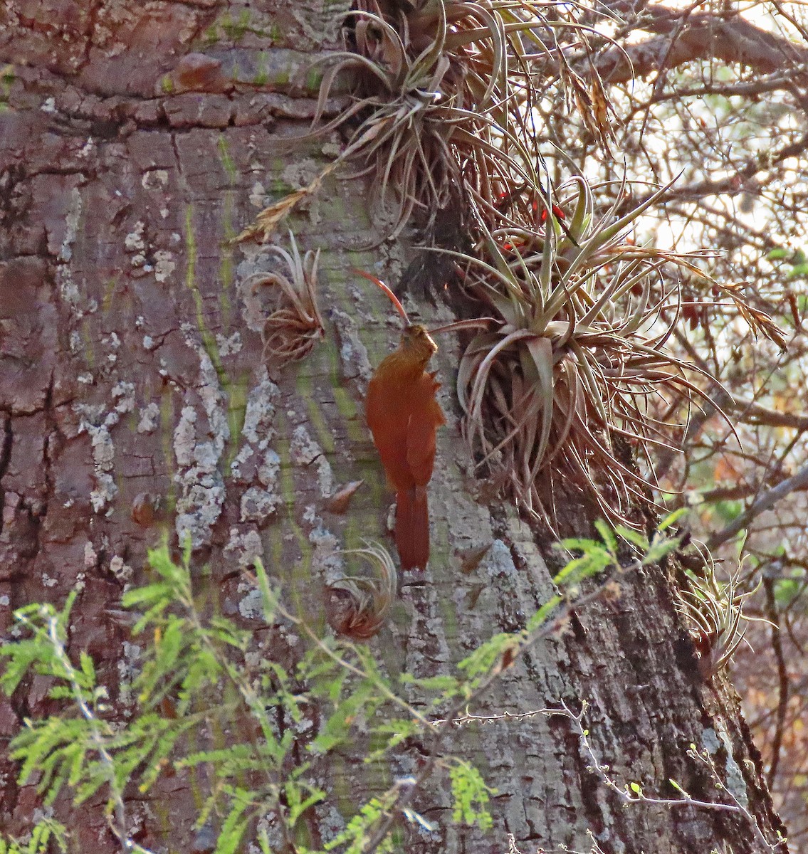 Red-billed Scythebill - ML612231440