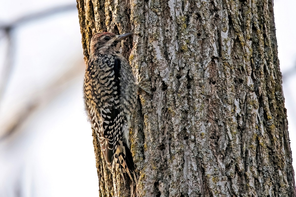 Yellow-bellied Sapsucker - Sue Barth