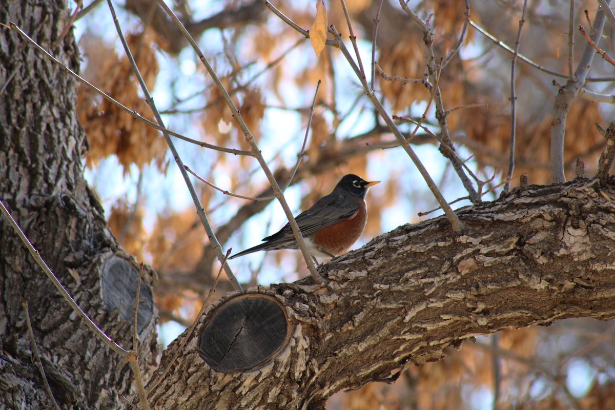 American Robin - ML612231615