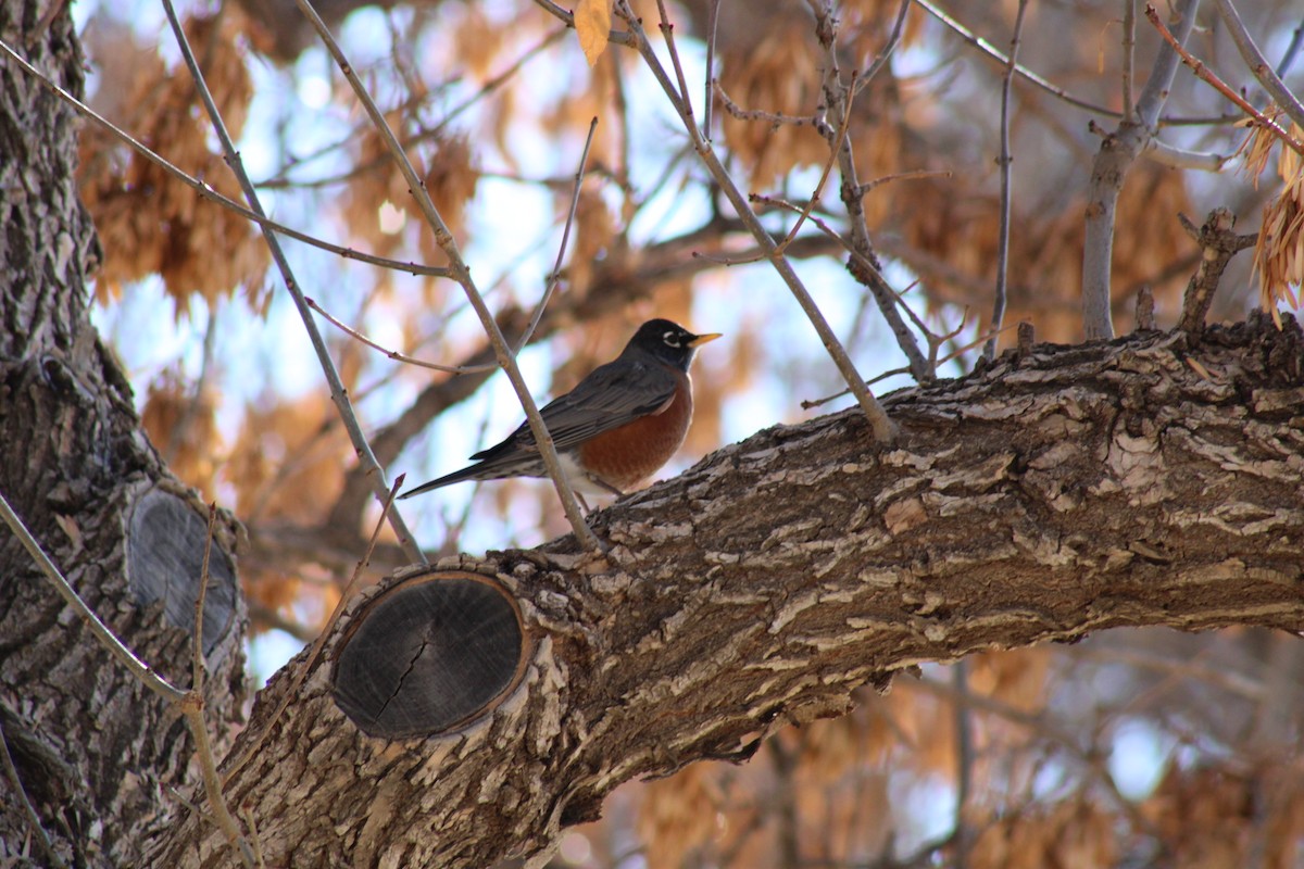 American Robin - ML612231616