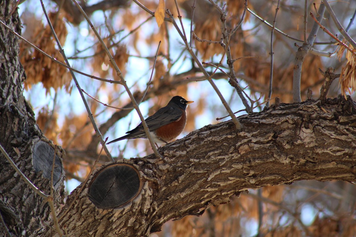 American Robin - ML612231617