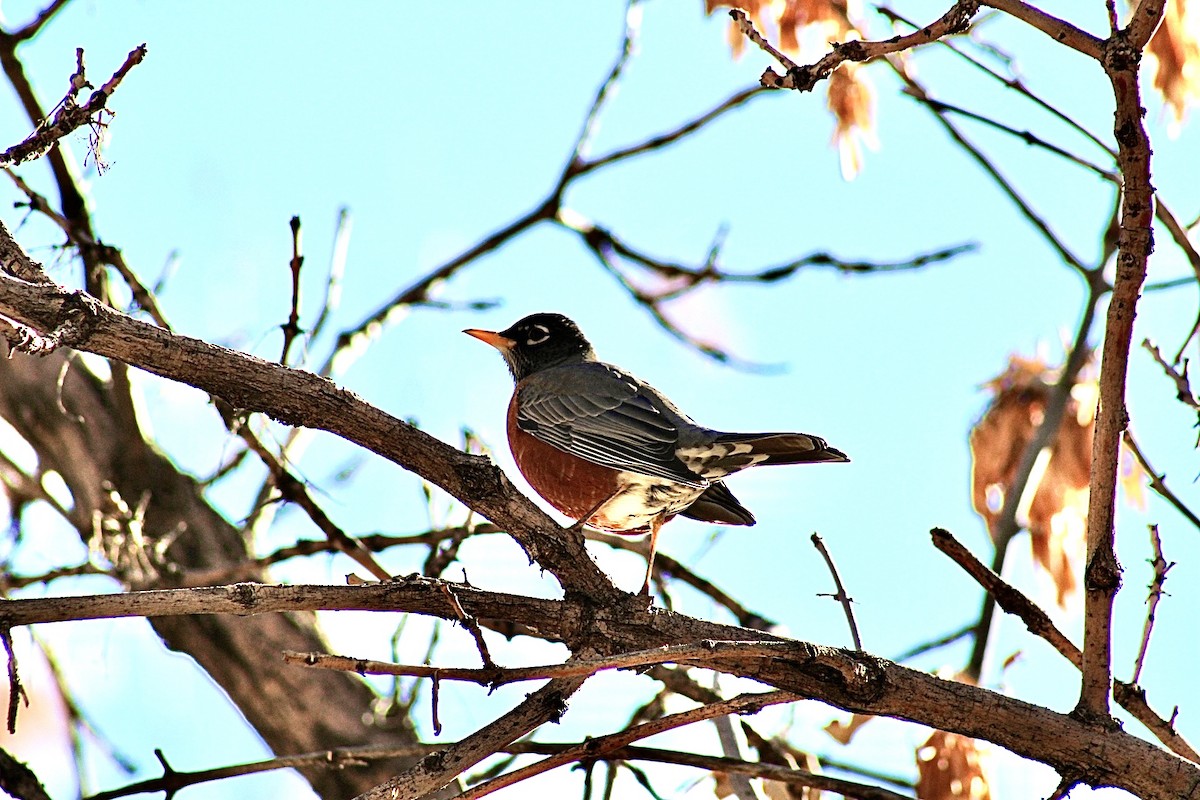 American Robin - ML612231618