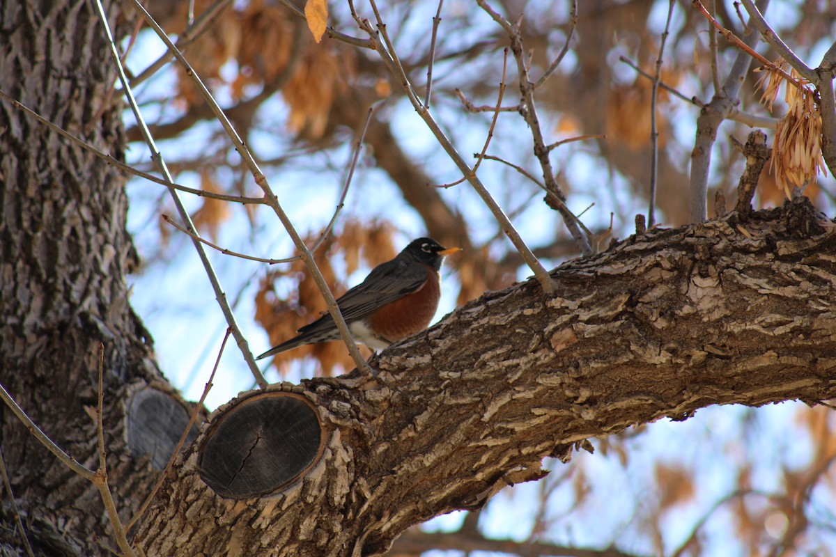 American Robin - ML612231619