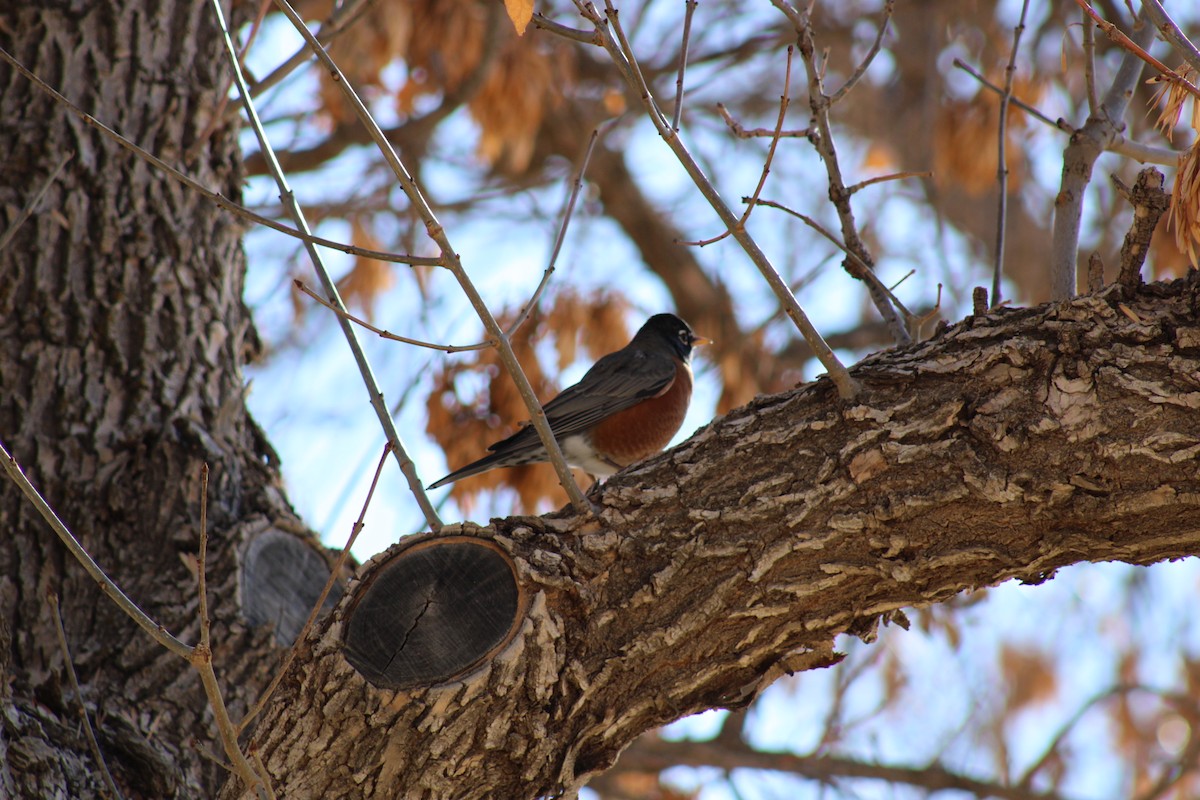 American Robin - ML612231620