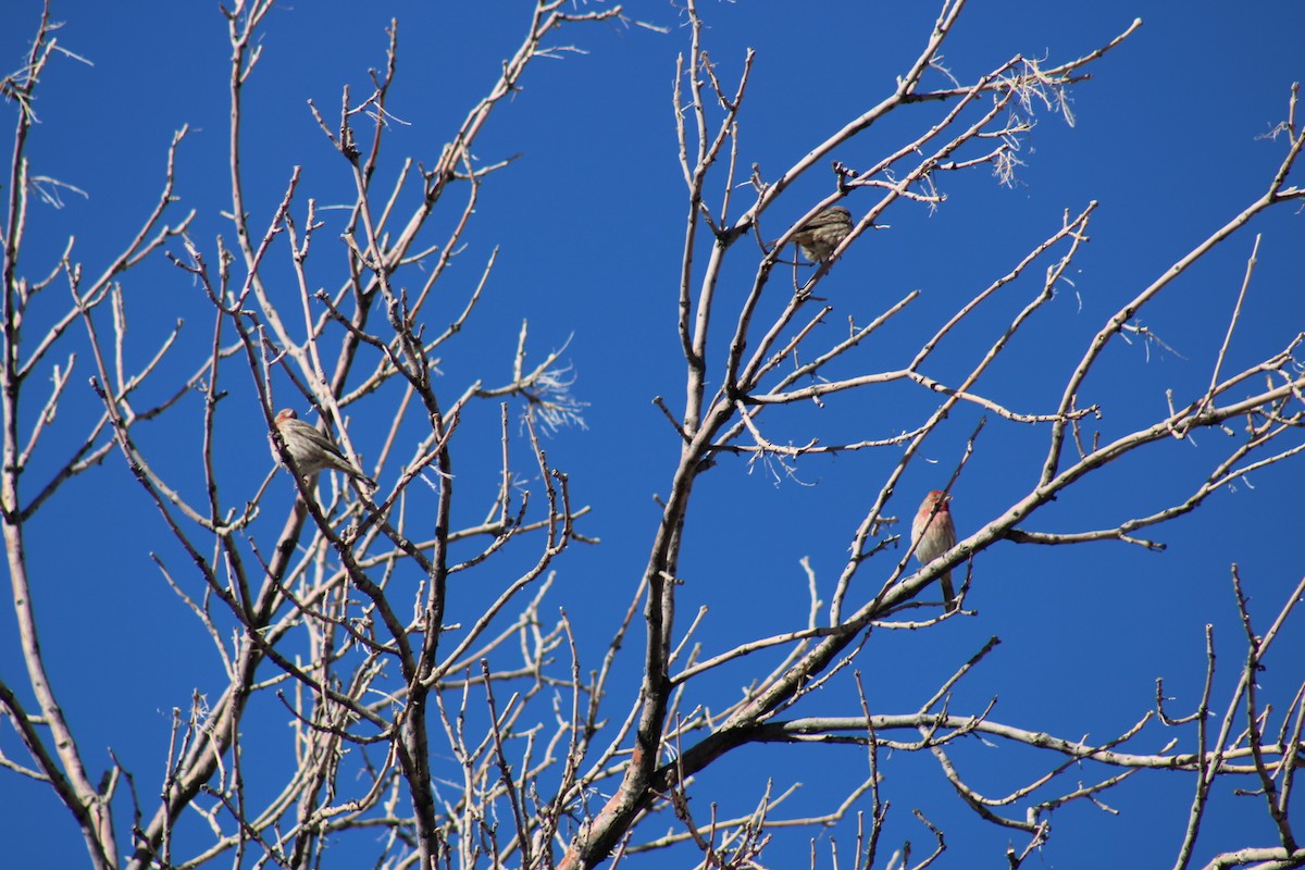 House Finch - ML612231630