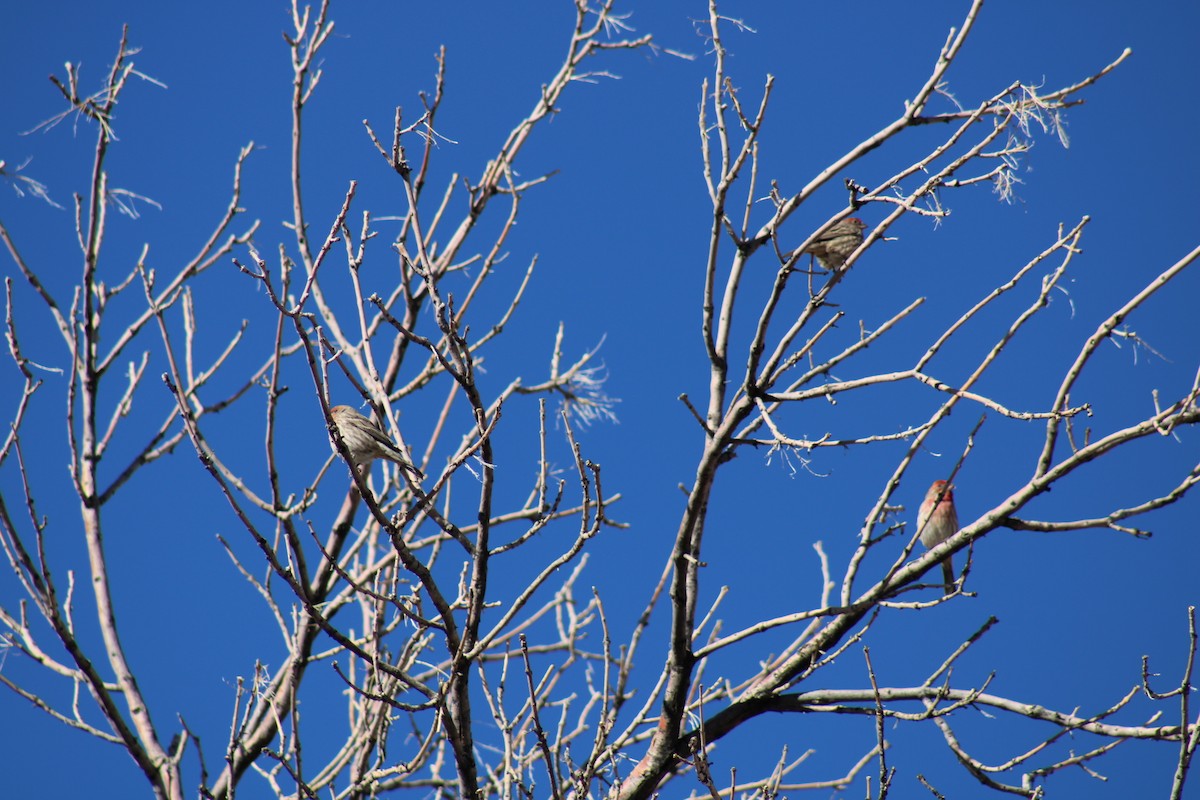 House Finch - ML612231631