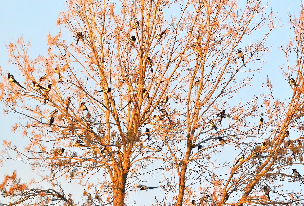 Black-billed Magpie - ML612231642