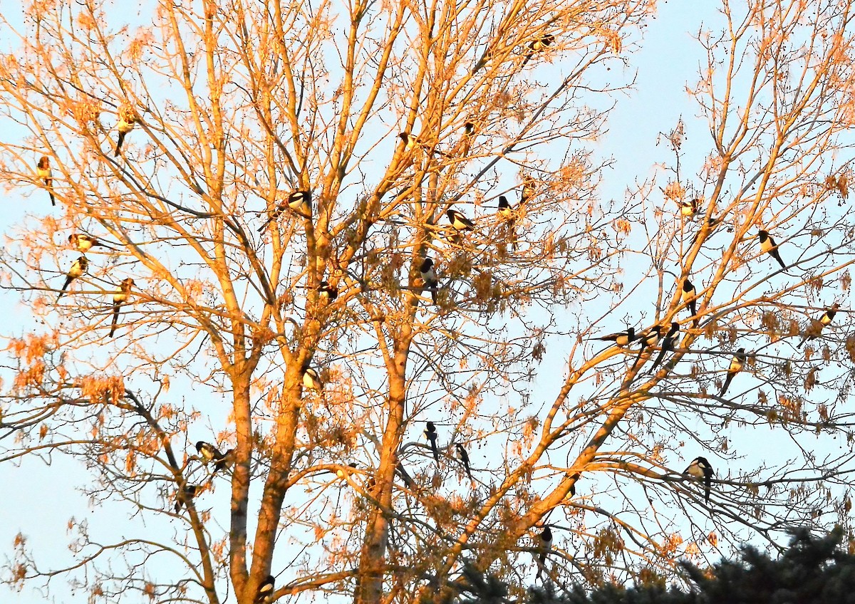 Black-billed Magpie - Gerry Fox