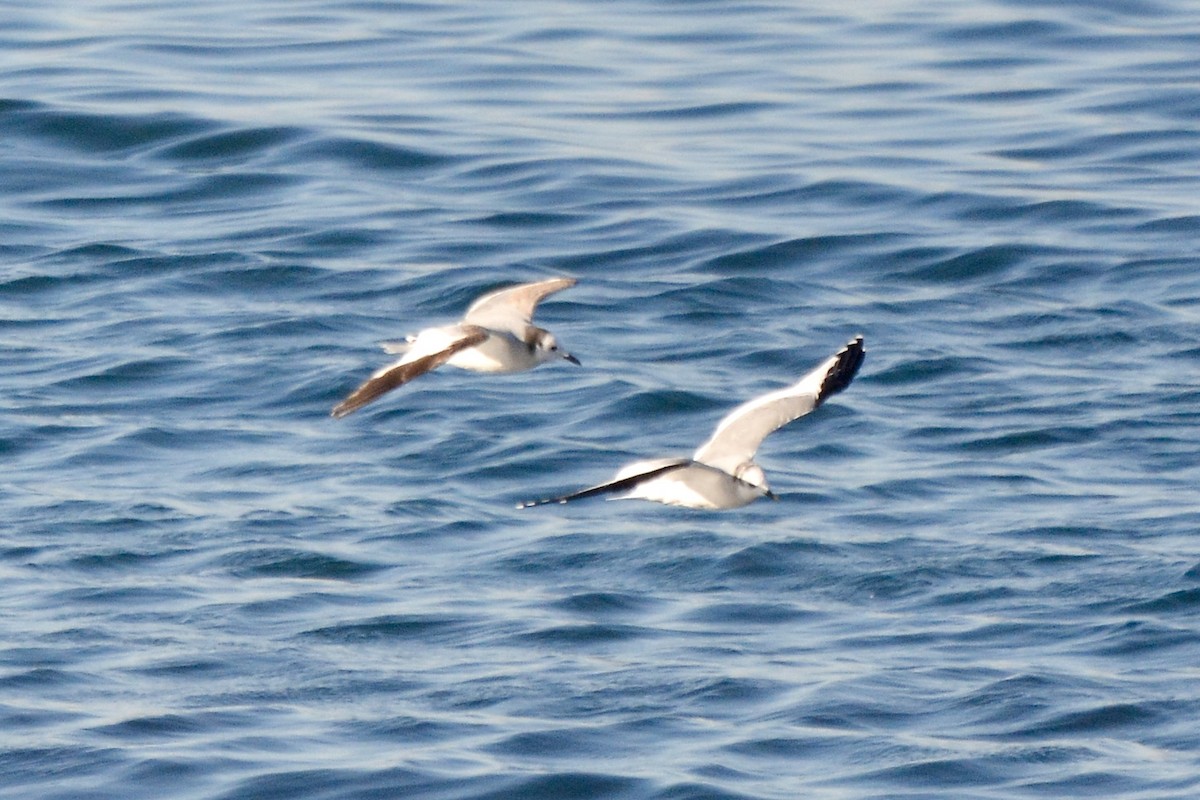 Sabine's Gull - ML612231682