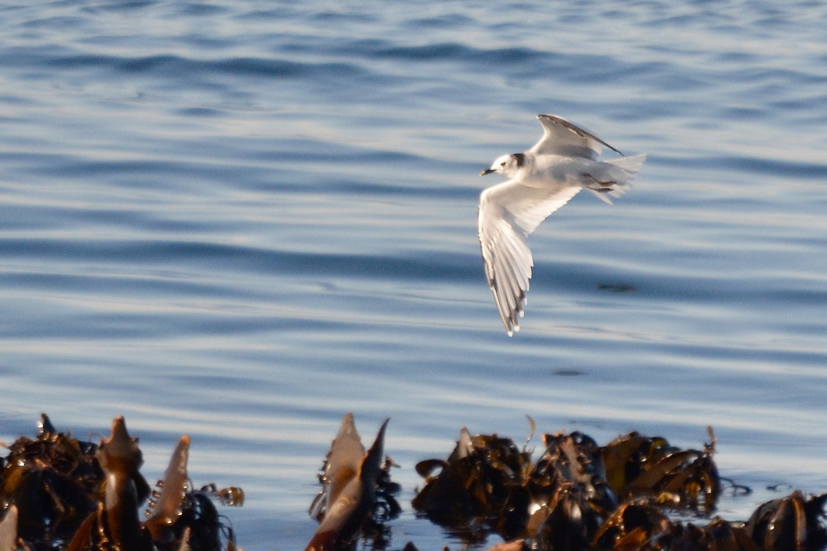 Mouette de Sabine - ML612231689