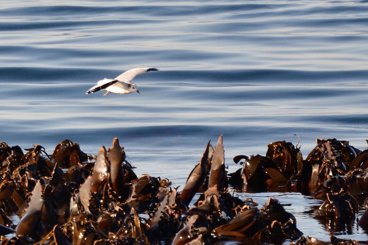 Sabine's Gull - ML612231691