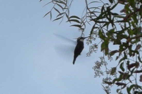 White-throated Hummingbird - ML612231796