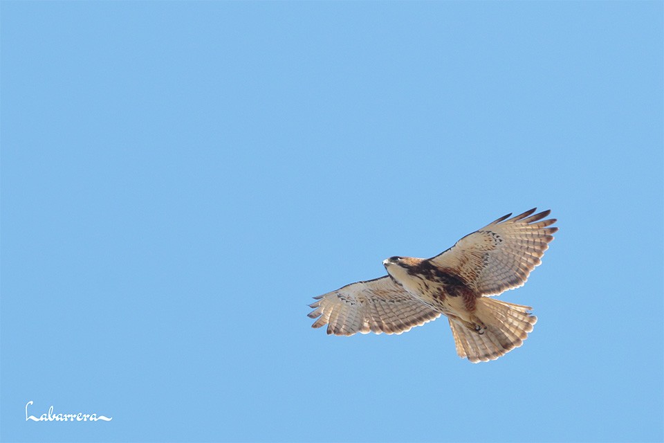 White-throated Hawk - ML612231803