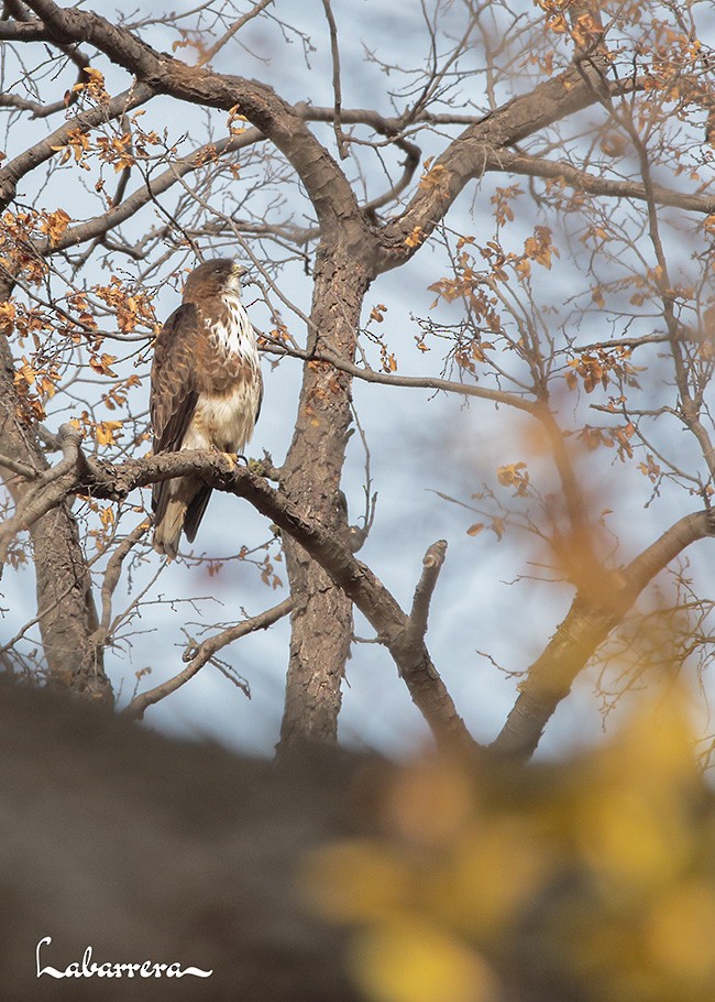 White-throated Hawk - Gonzalo Labarrera