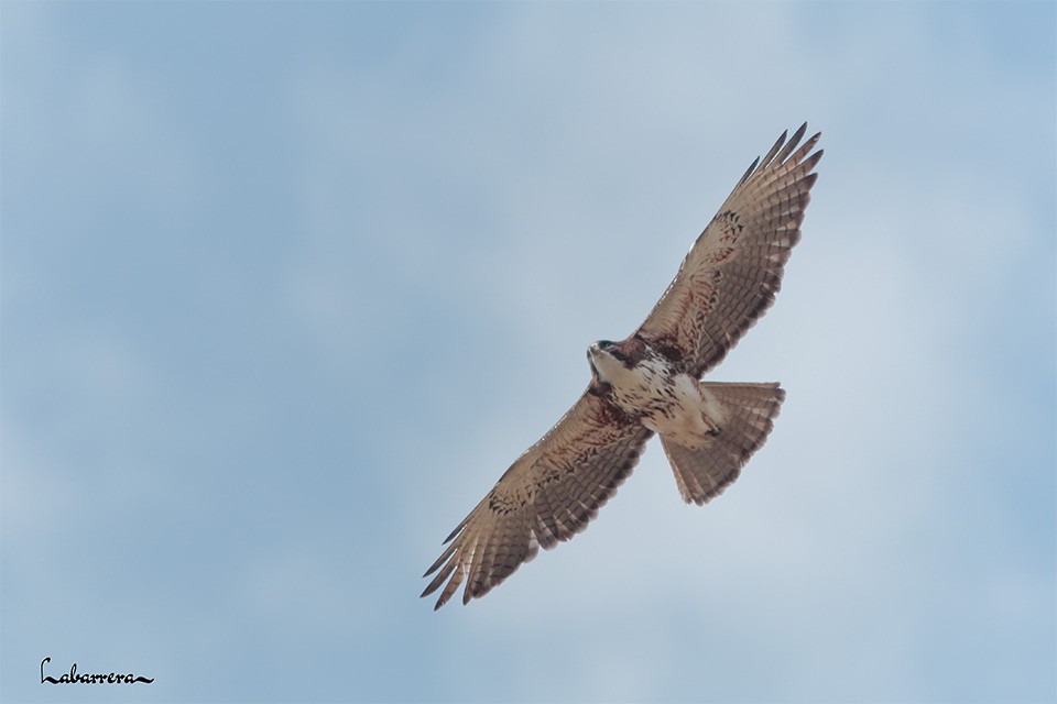 White-throated Hawk - ML612231808